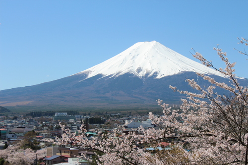 富士山温泉ホテル鐘山苑：富士と桜の絶景ツアー