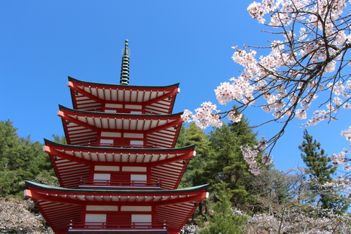 富士山温泉ホテル鐘山苑：富士と桜の絶景ツアー