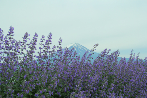 富士山温泉ホテル鐘山苑：大石公園からの富士山