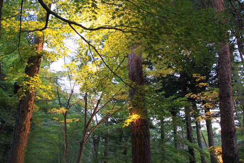 富士山温泉ホテル鐘山苑：庭園