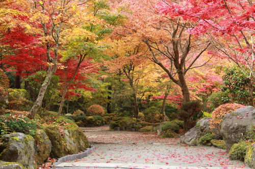 富士山温泉ホテル鐘山苑：庭園紅葉