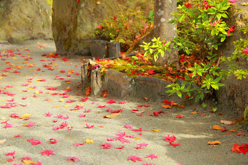 富士山温泉ホテル鐘山苑：庭園紅葉