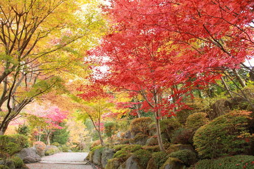 富士山温泉ホテル鐘山苑：庭園紅葉