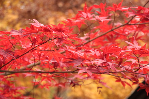 富士山温泉ホテル鐘山苑：１１／９＿３