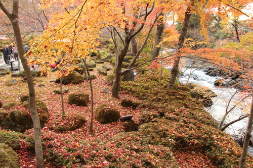 富士山温泉ホテル鐘山苑：１１／１４＿１