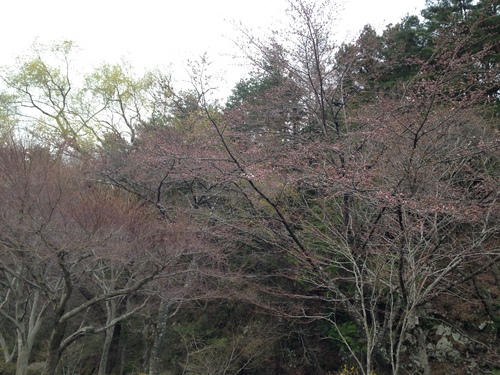 富士山温泉ホテル鐘山苑：庭園ソメイヨシノ