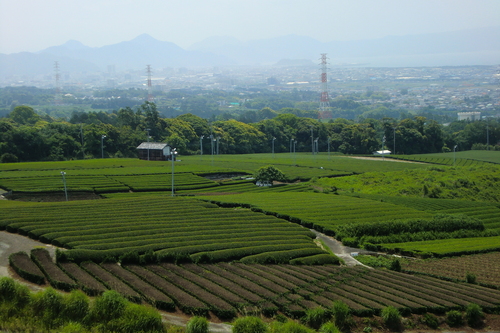 富士山温泉ホテル鐘山苑：社員旅行２班