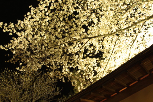 富士山温泉ホテル鐘山苑：夜桜まつり