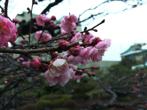 富士山温泉ホテル鐘山苑：庭園