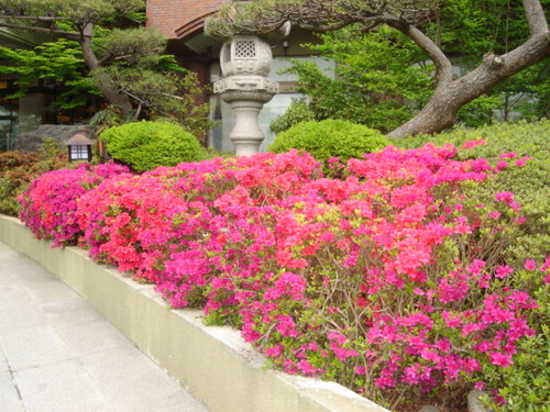 富士五湖温泉　ホテル鐘山苑館内の生花　【かいどう】