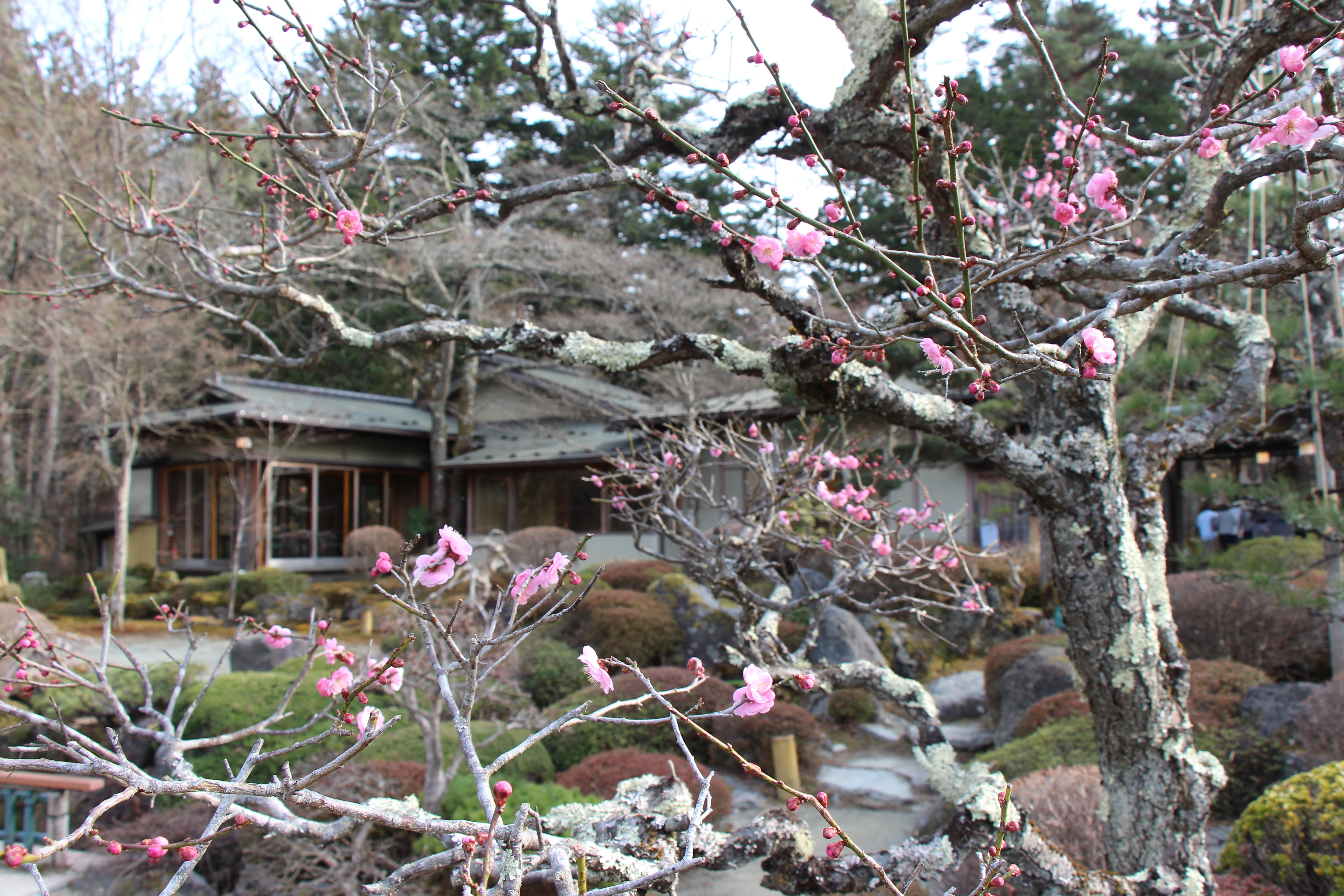 2023年庭園の梅・桜開花情報№3｜新着情報｜富士山の見える温泉旅館