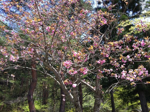 富士山温泉ホテル鐘山苑：庭園のヤエザクラ