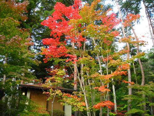 平成24年10月19日の庭園