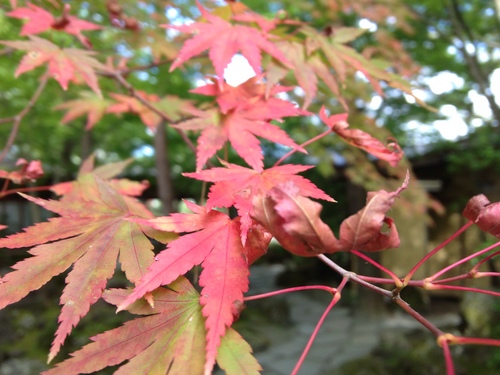 平成２４年１０月１２日の庭園