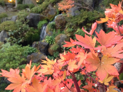 平成２４年１１月１日の庭園