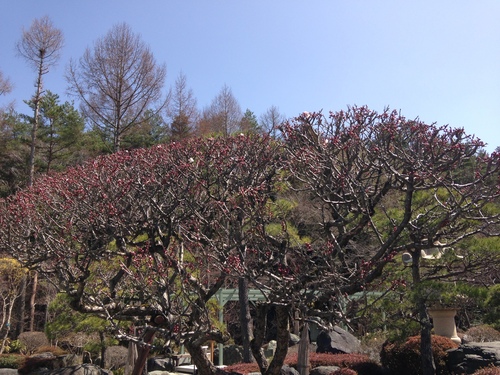 富士山温泉ホテル鐘山苑：庭園・梅