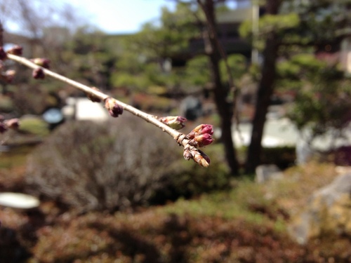 富士山温泉ホテル鐘山苑：庭園・桜