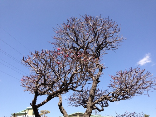 富士山温泉ホテル鐘山苑：庭園・紅梅