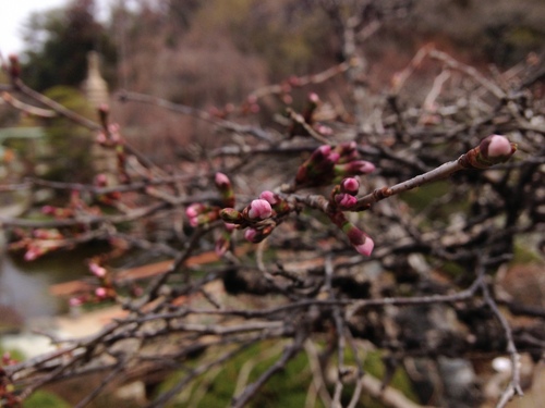 富士山温泉ホテル鐘山苑：庭園・桜