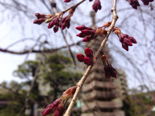 富士山温泉ホテル鐘山苑：庭園・桜