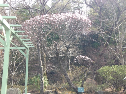 富士山温泉ホテル鐘山苑：庭園・梅