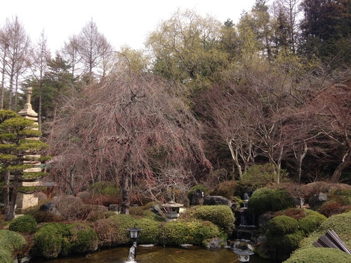 富士山温泉ホテル鐘山苑：庭園・桜