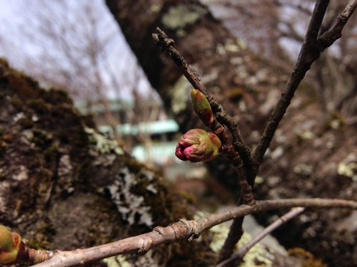 富士山温泉ホテル鐘山苑：庭園・桜