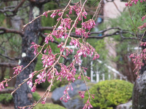 富士山温泉ホテル鐘山苑：庭園・桜