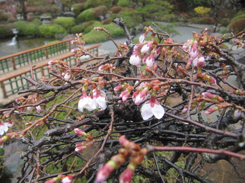 富士山温泉ホテル鐘山苑：庭園・桜