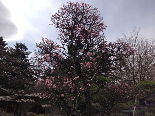 富士山温泉ホテル鐘山苑：庭園・梅