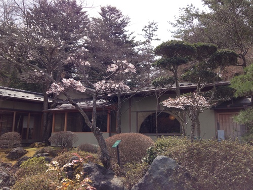 富士山温泉ホテル鐘山苑：庭園・桜