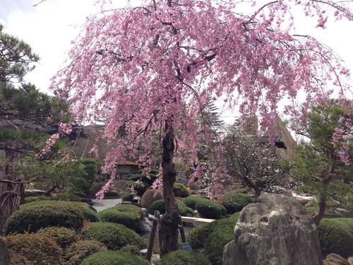 富士山温泉ホテル鐘山苑：庭園・桜