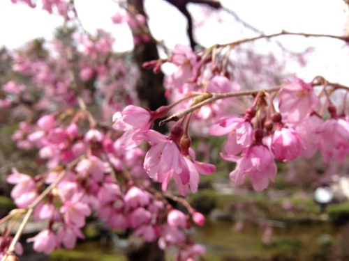 富士山温泉ホテル鐘山苑：庭園・桜