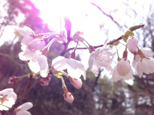 富士山温泉ホテル鐘山苑：庭園・桜