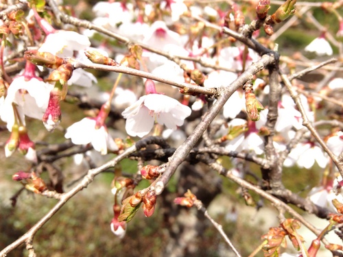 富士山温泉ホテル鐘山苑：庭園・桜