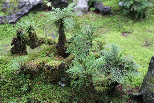 富士山温泉ホテル鐘山苑：庭園