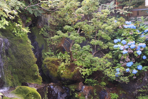 富士山温泉ホテル鐘山苑：庭園・アジサイ