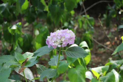 富士山温泉ホテル鐘山苑：庭園・アジサイ