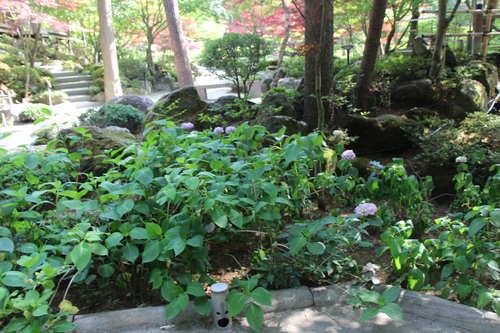 富士山温泉ホテル鐘山苑：庭園・アジサイ