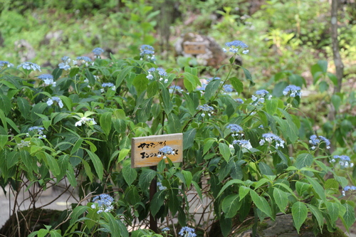 富士山温泉ホテル鐘山苑：庭園・アジサイ