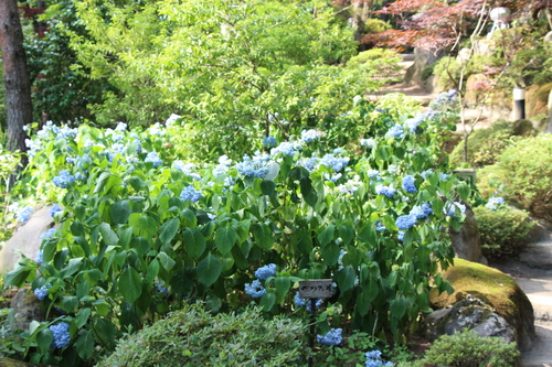 富士山温泉ホテル鐘山苑：庭園・アジサイ