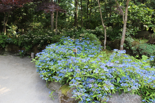 富士山温泉ホテル鐘山苑：庭園・アジサイ