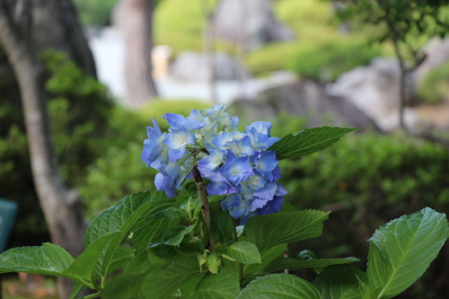 富士山温泉ホテル鐘山苑：庭園・アジサイ