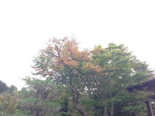 富士山温泉ホテル鐘山苑：庭園・紅葉