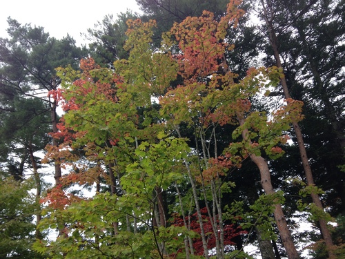 富士山温泉ホテル鐘山苑：庭園・紅葉