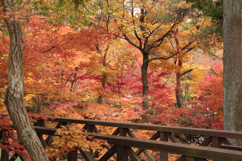 富士山温泉ホテル鐘山苑：紅葉１１／９＿４