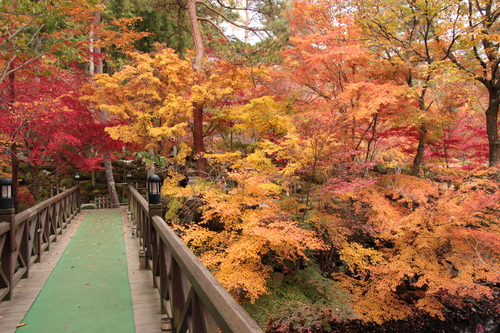 富士山温泉ホテル鐘山苑：紅葉１１／９＿５