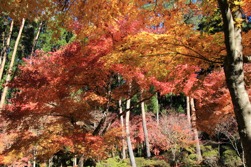 富士山温泉ホテル鐘山苑：１１／１３＿３