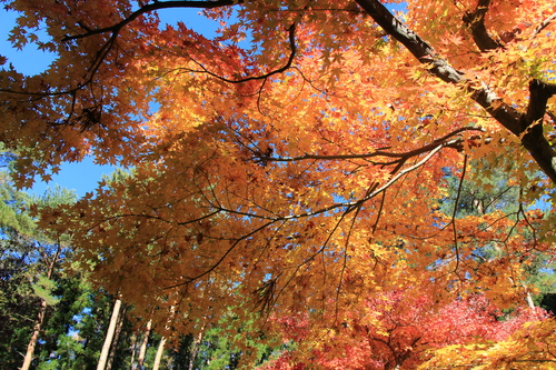 富士山温泉ホテル鐘山苑：１１／１３＿４