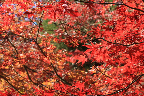 富士山温泉ホテル鐘山苑：１１／１３＿６